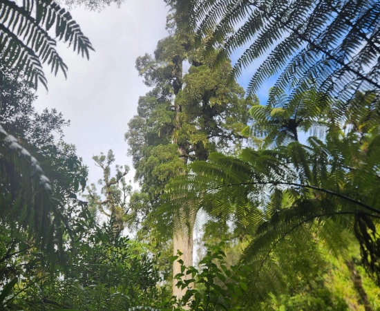 Kahikatea Tree Pirongia Thumbnail