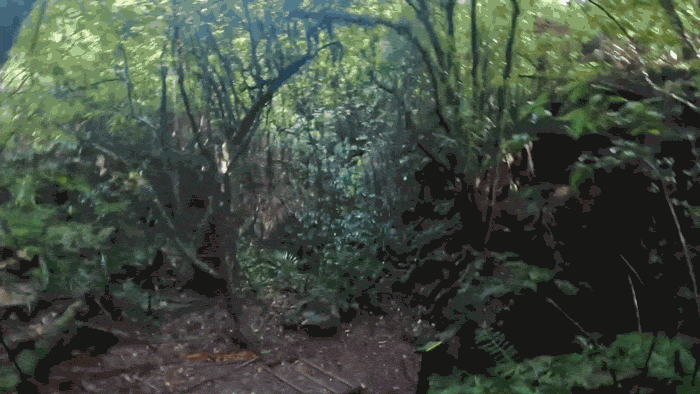 Kaniwhaniwha Cave Preview
