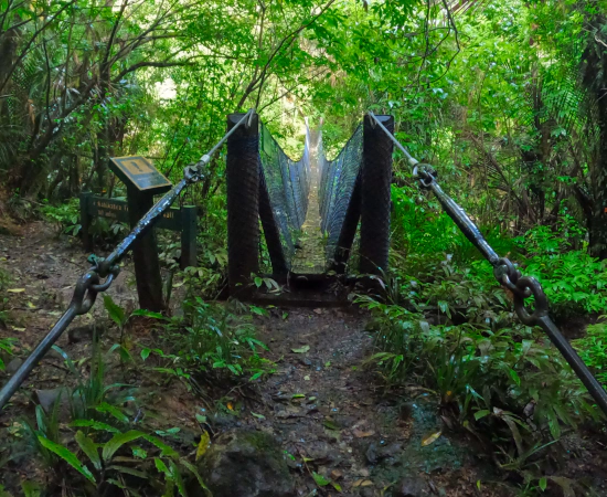 Pirongia Forest Park Thumbnail