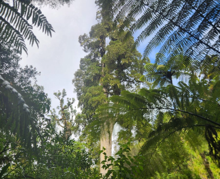 Kahikatea Tree